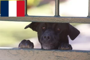 Mehr über den Artikel erfahren Ca de Bestiar Züchter und Welpen in Frankreich