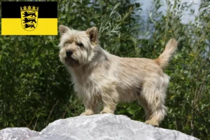 Mehr über den Artikel erfahren Cairn Terrier Züchter und Welpen in Baden-Württemberg
