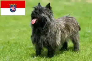 Mehr über den Artikel erfahren Cairn Terrier Züchter und Welpen in Hessen