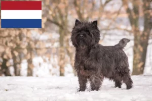 Mehr über den Artikel erfahren Cairn Terrier Züchter und Welpen in den Niederlanden