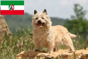 Mehr über den Artikel erfahren Cairn Terrier Züchter und Welpen in Nordrhein-Westfalen