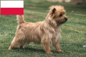 Mehr über den Artikel erfahren Cairn Terrier Züchter und Welpen in Polen