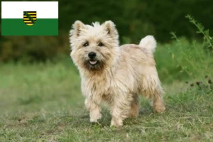 Mehr über den Artikel erfahren Cairn Terrier Züchter und Welpen in Sachsen