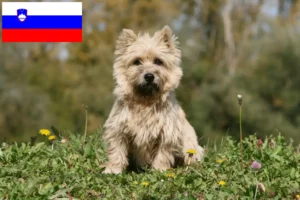 Mehr über den Artikel erfahren Cairn Terrier Züchter und Welpen in Slowenien
