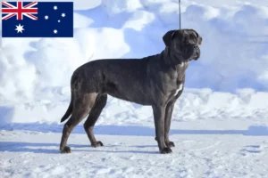 Mehr über den Artikel erfahren Cane Corso Italiano Züchter und Welpen in Australien