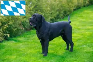 Mehr über den Artikel erfahren Cane Corso Italiano Züchter und Welpen in Bayern