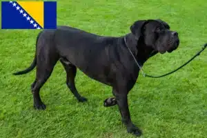 Mehr über den Artikel erfahren Cane Corso Italiano Züchter und Welpen in Bosnien und Herzegowina