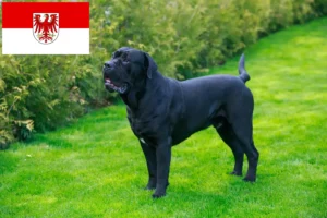 Mehr über den Artikel erfahren Cane Corso Italiano Züchter und Welpen in Brandenburg