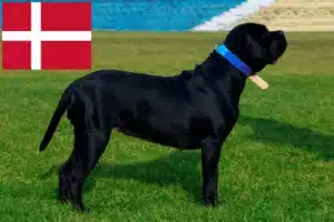 Mehr über den Artikel erfahren Cane Corso Italiano Züchter und Welpen in Dänemark