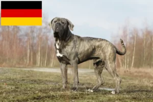 Mehr über den Artikel erfahren Cane Corso Italiano Züchter und Welpen in Deutschland