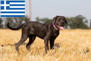 Mehr über den Artikel erfahren Cane Corso Italiano Züchter und Welpen in Griechenland