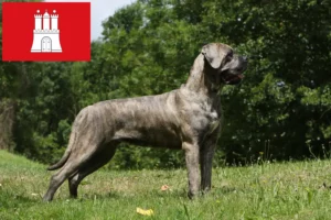 Mehr über den Artikel erfahren Cane Corso Italiano Züchter und Welpen in Hamburg