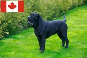 Mehr über den Artikel erfahren Cane Corso Italiano Züchter und Welpen in Kanada