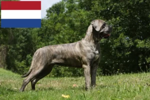 Mehr über den Artikel erfahren Cane Corso Italiano Züchter und Welpen in den Niederlanden