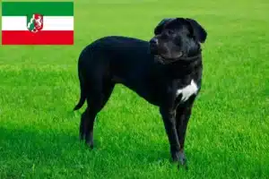 Mehr über den Artikel erfahren Cane Corso Italiano Züchter und Welpen in Nordrhein-Westfalen