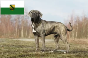 Mehr über den Artikel erfahren Cane Corso Italiano Züchter und Welpen in Sachsen