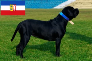 Mehr über den Artikel erfahren Cane Corso Italiano Züchter und Welpen in Schleswig-Holstein