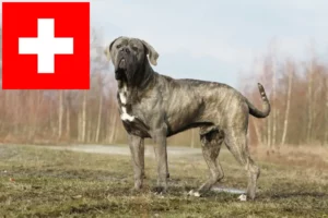 Mehr über den Artikel erfahren Cane Corso Italiano Züchter und Welpen in der Schweiz