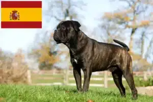 Mehr über den Artikel erfahren Cane Corso Italiano Züchter und Welpen in Spanien