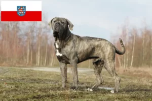 Mehr über den Artikel erfahren Cane Corso Italiano Züchter und Welpen in Thüringen