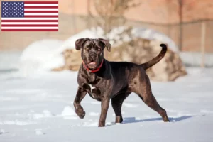 Mehr über den Artikel erfahren Cane Corso Italiano Züchter und Welpen in den USA