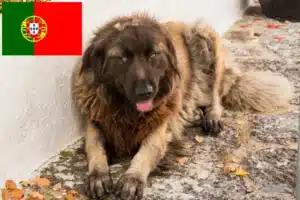 Mehr über den Artikel erfahren Cão Da Serra Da Estrela Züchter und Welpen in Portugal