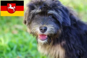 Mehr über den Artikel erfahren Cão da Serra de Aires Züchter und Welpen in Niedersachsen