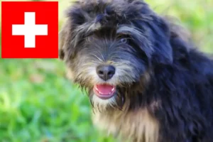 Mehr über den Artikel erfahren Cão da Serra de Aires Züchter und Welpen in der Schweiz