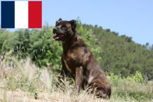 Mehr über den Artikel erfahren Cão Fila de São Miguel Züchter und Welpen in Frankreich