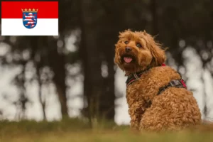 Mehr über den Artikel erfahren Cavoodle Züchter und Welpen in Hessen