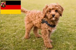 Mehr über den Artikel erfahren Cavoodle Züchter und Welpen in Rheinland-Pfalz