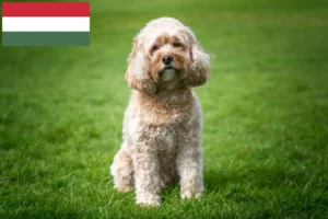 Mehr über den Artikel erfahren Cavoodle Züchter und Welpen in Ungarn