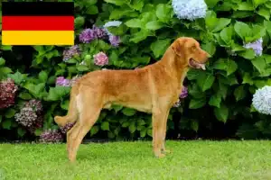 Mehr über den Artikel erfahren Chesapeake Bay Retriever Züchter und Welpen in Deutschland