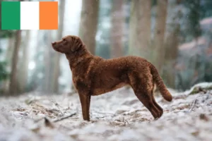 Mehr über den Artikel erfahren Chesapeake Bay Retriever Züchter und Welpen in Irland