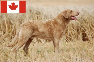 Mehr über den Artikel erfahren Chesapeake Bay Retriever Züchter und Welpen in Kanada