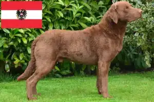 Mehr über den Artikel erfahren Chesapeake Bay Retriever Züchter und Welpen in Österreich