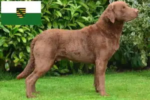 Mehr über den Artikel erfahren Chesapeake Bay Retriever Züchter und Welpen in Sachsen