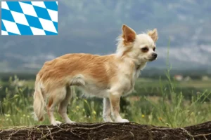 Mehr über den Artikel erfahren Chihuahua Züchter und Welpen in Bayern