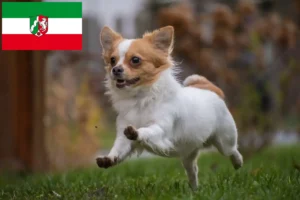 Mehr über den Artikel erfahren Chihuahua Züchter und Welpen in Nordrhein-Westfalen