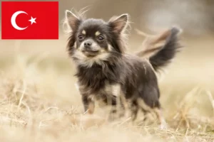 Mehr über den Artikel erfahren Chihuahua Züchter und Welpen in der Türkei