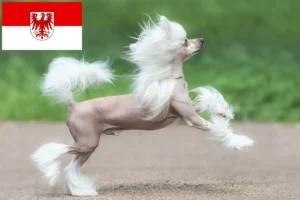 Mehr über den Artikel erfahren Chinese Crested Dog Züchter und Welpen in Brandenburg