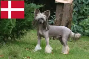 Mehr über den Artikel erfahren Chinese Crested Dog Züchter und Welpen in Dänemark