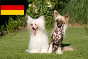 Mehr über den Artikel erfahren Chinese Crested Dog Züchter und Welpen in Deutschland