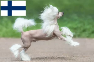 Mehr über den Artikel erfahren Chinese Crested Dog Züchter und Welpen in Finnland