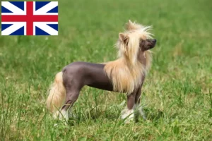 Mehr über den Artikel erfahren Chinese Crested Dog Züchter und Welpen in Großbritannien