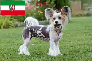 Mehr über den Artikel erfahren Chinese Crested Dog Züchter und Welpen in Nordrhein-Westfalen