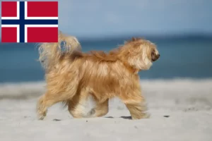 Mehr über den Artikel erfahren Chinese Crested Dog Züchter und Welpen in Norwegen