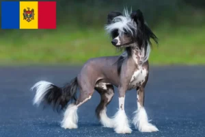 Mehr über den Artikel erfahren Chinese Crested Dog Züchter und Welpen in Republik Moldau
