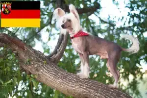 Mehr über den Artikel erfahren Chinese Crested Dog Züchter und Welpen in Rheinland-Pfalz