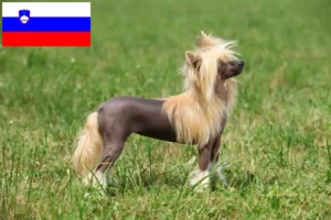 Mehr über den Artikel erfahren Chinese Crested Dog Züchter und Welpen in Slowenien